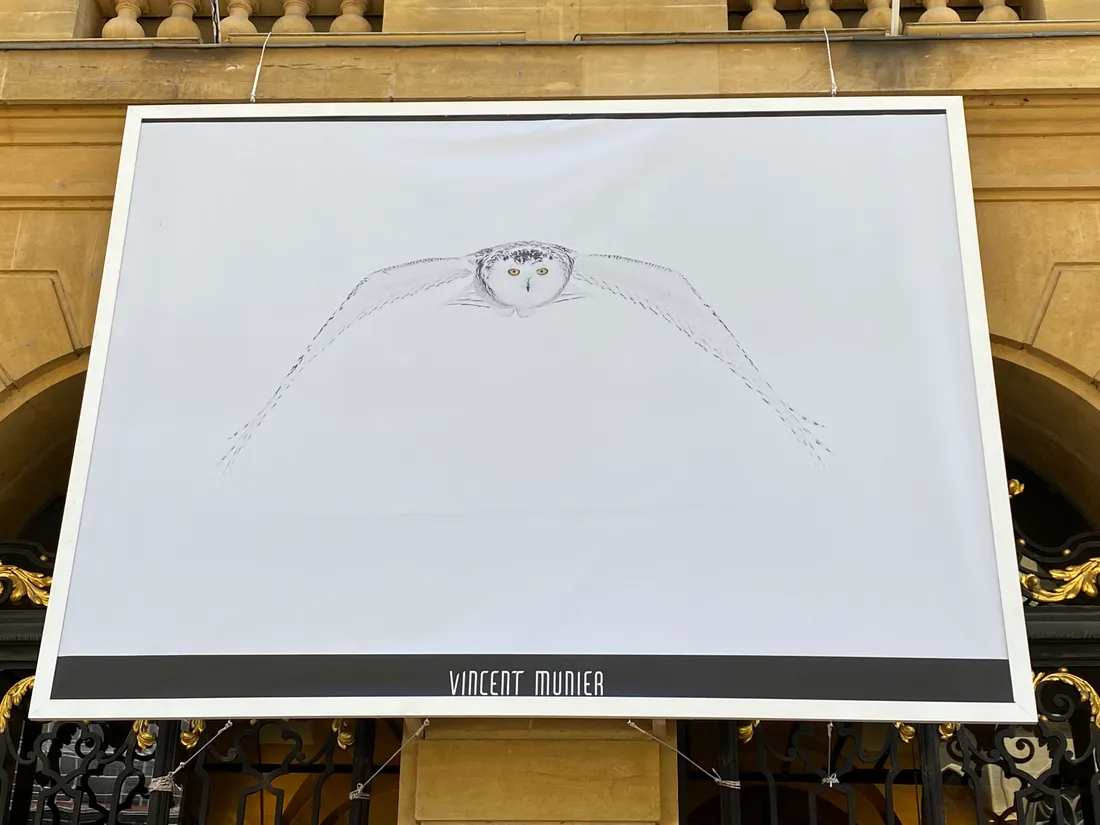 Pourquoi y a-t-il des photos d’animaux sur la façade de la mairie de Metz ?